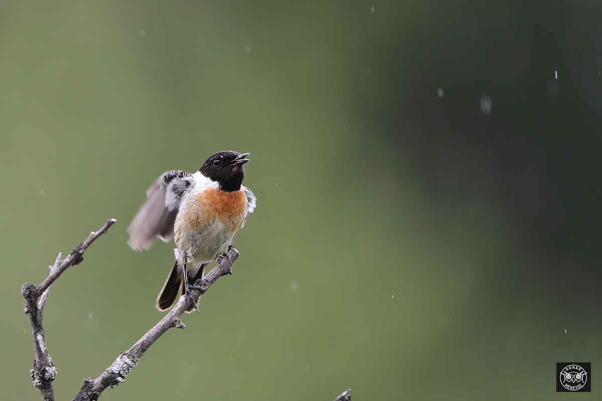 Siberian Stonechat